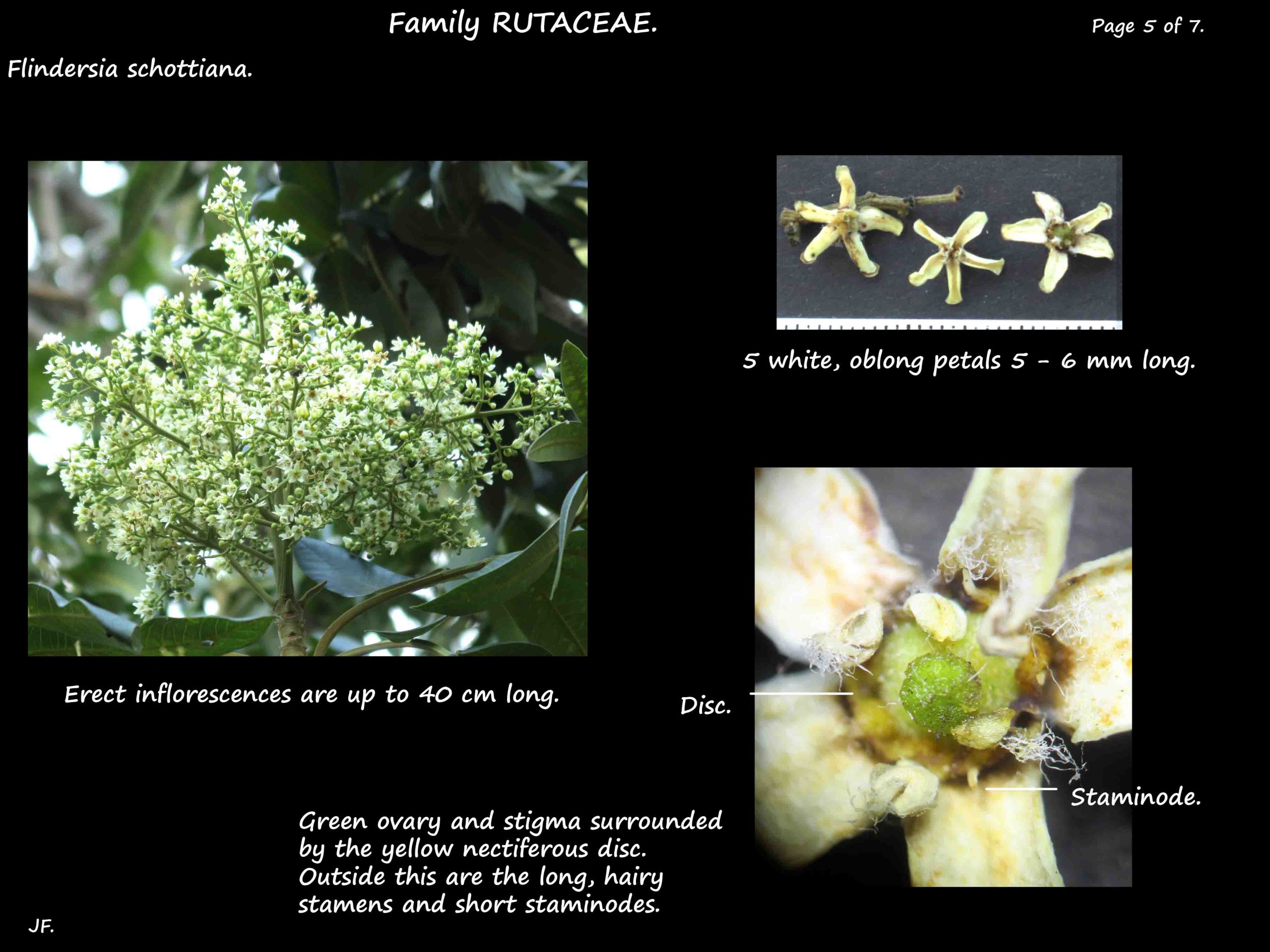 5 Flowers of Flindersia schottiana